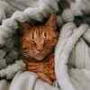 Does sleeping on your clothes mean your cat loves you?
