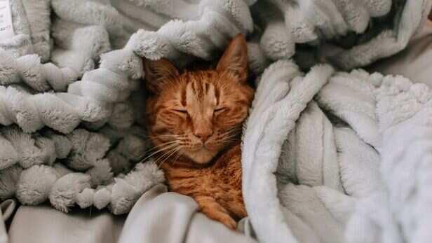 Does sleeping on your clothes mean your cat loves you?