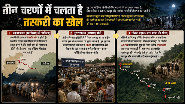 Cattle Smuggling in Chhattisgarh