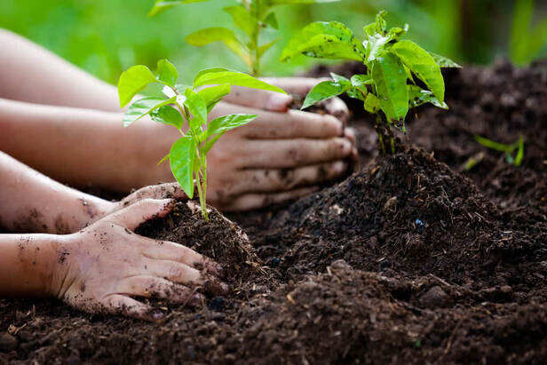 World Environment Day: Is Planting Trees the Only Solution? – Ugaoo