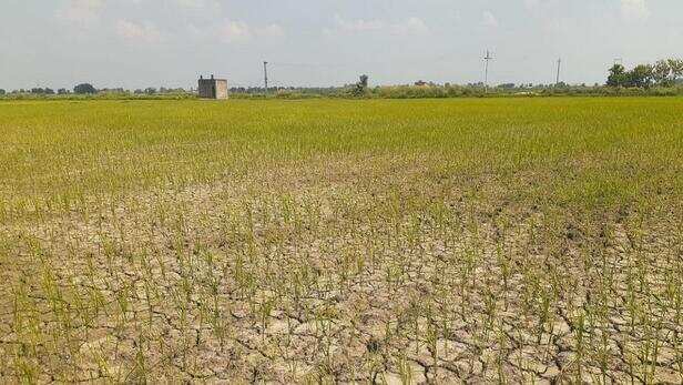 paddy_crops-sixteen_nine-799479