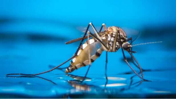 Here's How to Keep Mosquitoes Away During the Rainy Season | Vaya News