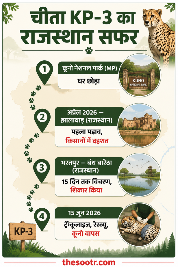 भरतपुर के बंध बारैठा में विचरण कर रहा चीता किया गया रेस्क्यू