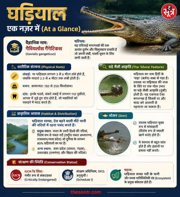 घड़ियाल एक नजर में