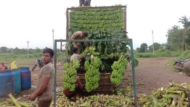 1200-675-24967729-thumbnail-16x9-banana-358700