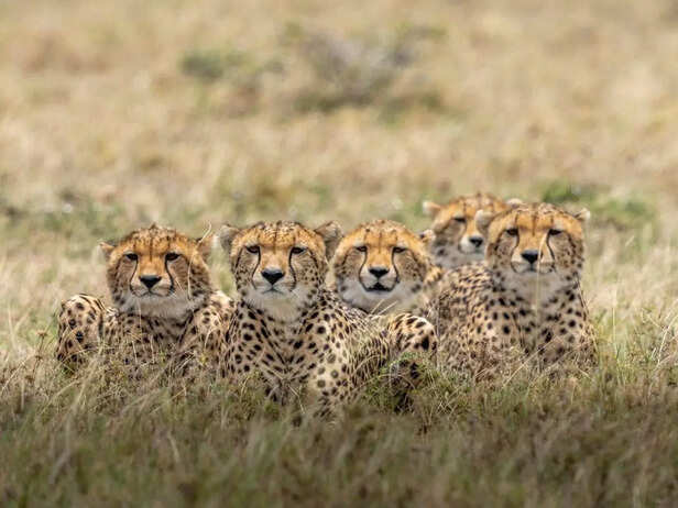 Kuno_park_and_Cheetahs-944177