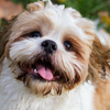 Shih Tzu can be a good companion for professionals who live in compact homes.