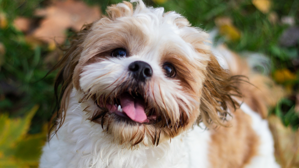 Shih Tzu can be a good companion for professionals who live in compact homes.