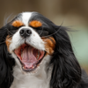 These dogs generally enjoy walks and play but are equally happy spending time