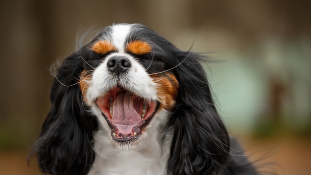 These dogs generally enjoy walks and play but are equally happy spending time