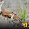 कच्छ में गोडावण संरक्षण, जैसलमेर से लाए अंडे से पैदा हुआ चूजा