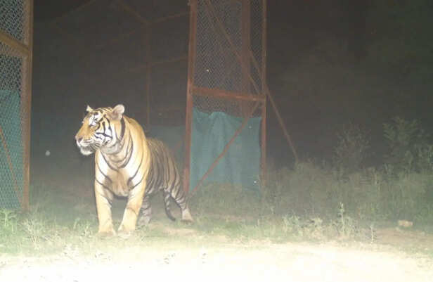 Bundi News: Rajasthan Marks First Successful Rewilding As Orphaned Tiger  Rvt-07 Returns To Forest - Rajasthan News - Bundi News:अनाथ शावक की जंगल  में वापसी, 22 माह की तैयारी के बाद छोड़ा
