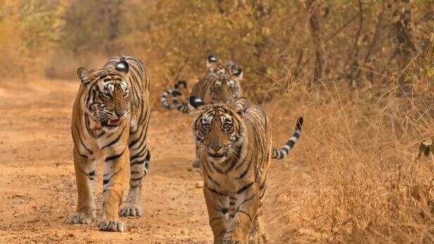 1200-675-23609473-thumbnail-16x9-tiger-934628