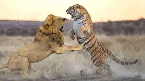 tiger-lion-260302