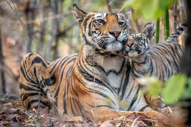 टाइगर परिवार