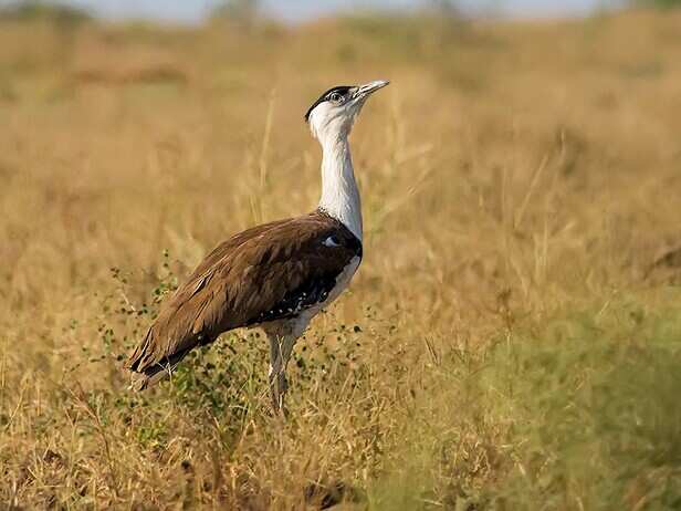 गोडावण (Great Indian Bustard)