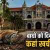 बाघों की मौतों पर एमपी हाईकोर्ट सख्त
