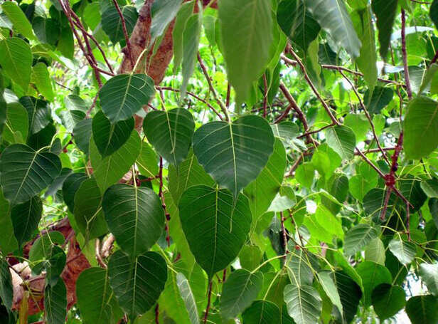 पीपल की पूजा का विशेष महत्व क्यों? - mythology of the pipal tree and its  importance - AajTak
