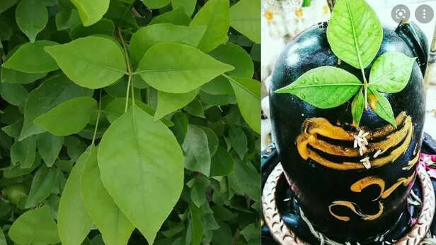 Belpatra Todne ke Niyam: महाशिवरात्रि पर नहीं तोड़ा जाता बेलपत्र, आज ही  एकत्र करके रख लें; जानिए बिल्वपत्र तोड़ने को लेकर क्या हैं शास्त्रों में  नियम ...