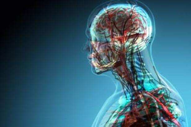 Tiny new organ has been discovered in the human body - इंसानी शरीर में खोजा  गया नया अंग, जानें क्या करता है काम? - News18 हिंदी