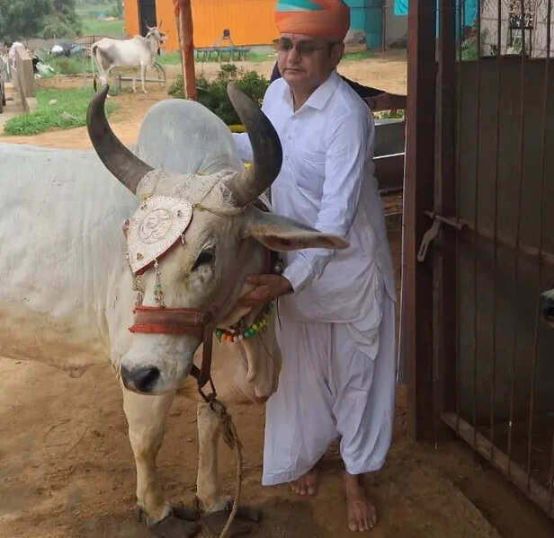 राधा गाय