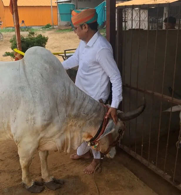 राधा गाय