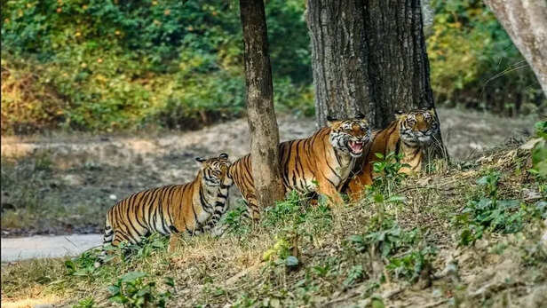 International Tiger Day:बाघ प्रेमियों के लिए भारत की पांच बेहतरीन जगह, जहां  मिलेगा टाइगर सफारी का असली मजा - International Tiger Day Best Places To  Spot Tigers In India Check Locations ...