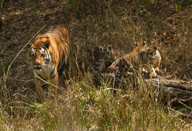 International Tiger Day 2024: Know the date, theme, history, and  significance | When Is News - The Indian Express
