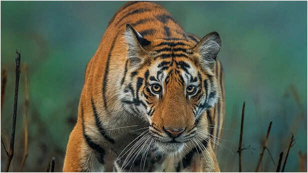 International Tiger Day:बाघ प्रेमियों के लिए भारत की पांच बेहतरीन जगह, जहां  मिलेगा टाइगर सफारी का असली मजा - International Tiger Day Best Places To  Spot Tigers In India Check Locations ...