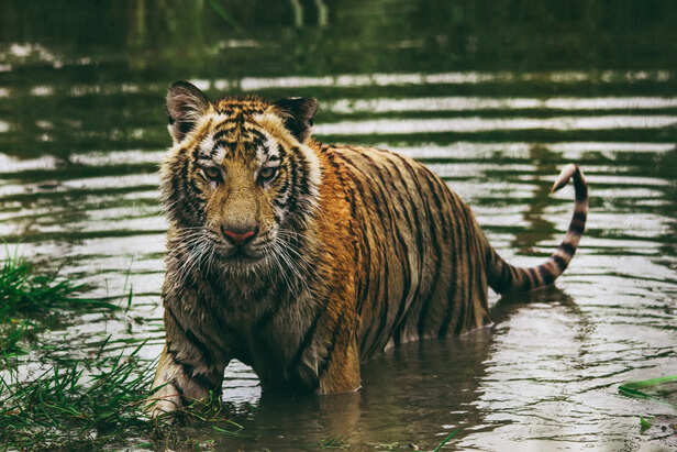 International Tiger Day 2021: क्यों पार्यावरण के लिए जरूरी है बाघ, जानें  वर्ल्ड टाइगर डे से जुड़ी रोचक बातें - Prabhat Khabar