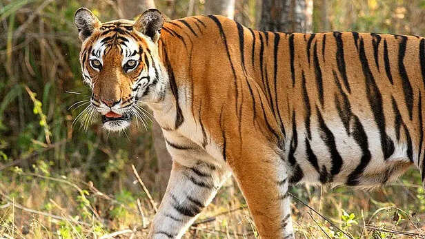 International Tiger Day: Madhya Pradesh Loses 28 Big Cats Till July