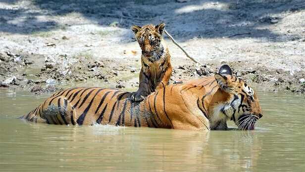 International Tiger Day: दुनिया में कितने टाइगर बचे हैं... सुंदरबन से जिम  कॉर्बेट तक- भारत अपने बाघों की सुरक्षा कैसे कर रहा है? - How many tigers  are left in the world