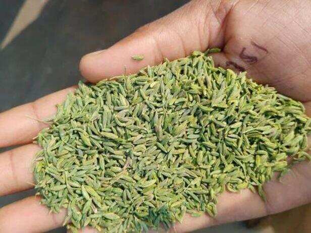 गुजरात की ऊंझा मंडी के नाम पर 'ऊंझा सौंफ' को जीआई टैग