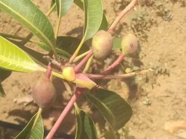 मियाजाकी आम