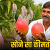 मियाजाकी आम
