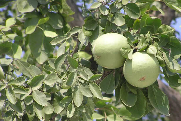 बेल के पेड़ की उत्पत्ति की पौराणिक कहानी, जानें किस देवी का होता है निवास |  Bel Tree Bel Ke Ped Ki Utpatti Kaise Hui Bel Ke Ped Me Kiska Vas Hota