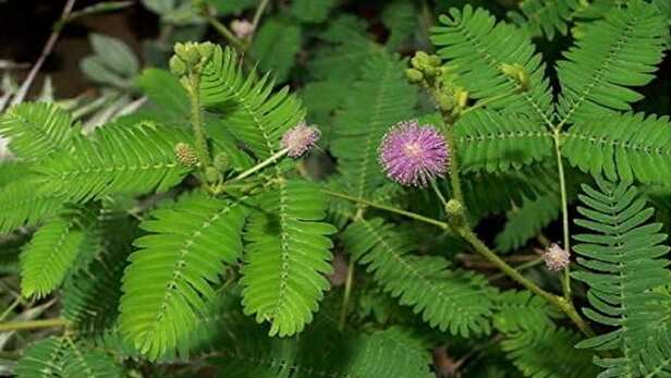 astrological benefits of shami plant how and when plant shami plant in home  vastu tips -वास्तु टिप्स: इस दिन घर में लगाइए शमी का पौधा, घर में कभी नहीं  रहेगी रुपए पैसे
