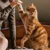 Cats notice changes too, but their reactions can be quieter