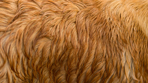 Instead of waiting until your dog is visibly shedding everywhere, make brushing part of the weekly routine.