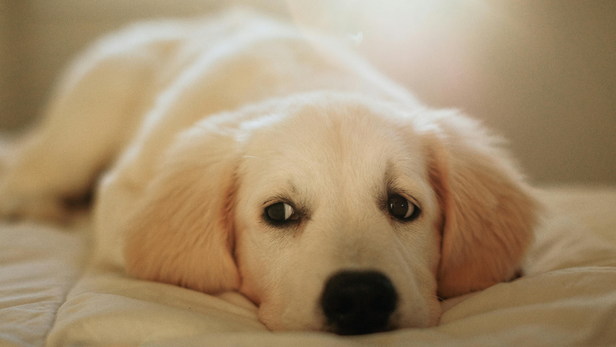 Know when shedding is more than normal