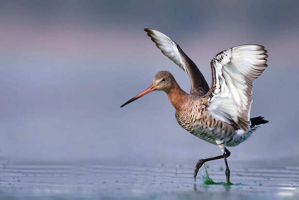 Black Tailed Godwit Facts | Limosa Limosa