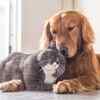 How pet parents can give them better attention