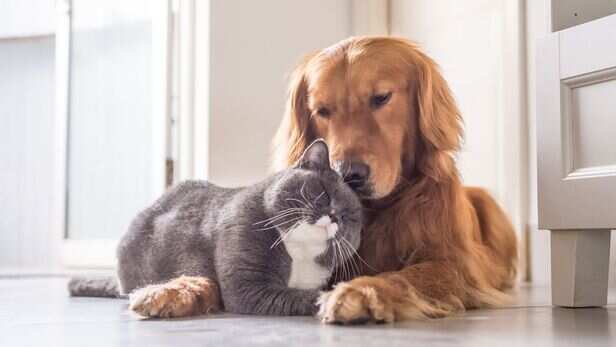 How pet parents can give them better attention