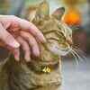 Cats can need company too, but they show it differently