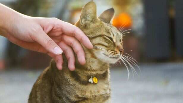 Cats can need company too, but they show it differently