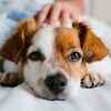 Signs your dog may be bored, lonely or stressed