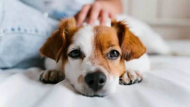 Signs your dog may be bored, lonely or stressed