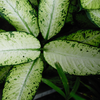 When a pet chews the plant, the crystals can irritate the mouth and throat, causing pain, drooling, swelling, difficulty swallowing and vomiting. In more significant exposures, swelling can make breathing difficult.