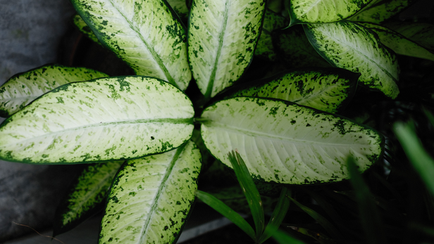 When a pet chews the plant, the crystals can irritate the mouth and throat, causing pain, drooling, swelling, difficulty swallowing and vomiting. In more significant exposures, swelling can make breathing difficult.