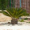Eating sago palm can cause vomiting, diarrhoea, weakness and loss of appetite.